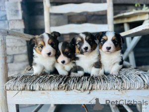 Фото №3. очаровательные щенки корги.  США