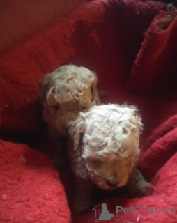 Фото №4. Продажа пуделя (карликового) в Тбилиси частное объявление - цена 59139₽