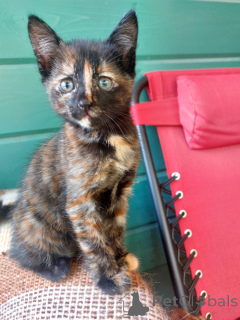 Фото №3. Чудесный котенок 2 месяца в добрые руки.. Россия