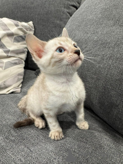 Фото №1. бенгальская - купить в Диетокон за 69575₽. Объявление №152746