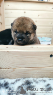 Фото №3. Щенки Сиба-ину/Shiba Inu puppies.  Россия