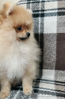 Фото №3. Щенок Померанского шпица.  Грузия