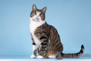 Фото №2 к объявлению №161938 о продаже  - купить в России из приюта