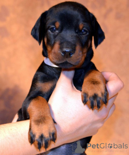 Фото №1. доберман - купить в Байенфурт за договорная. Объявление №166345