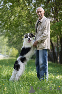 Фото №4. Продажа беспородную в Москва  - цена Бесплатно