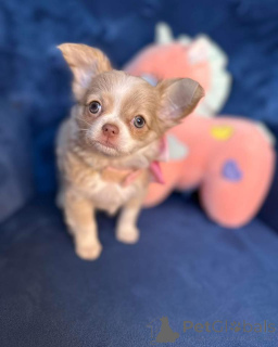 Фото №2 к объявлению №165328 о продаже чихуахуа - купить в Австрии заводчик