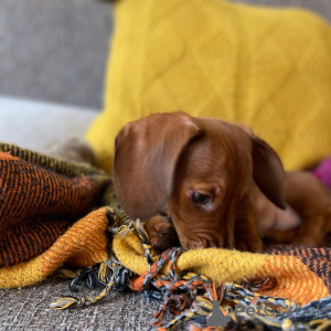 Фото №2 к объявлению №163556 о продаже  - купить в Новой Зеландии 