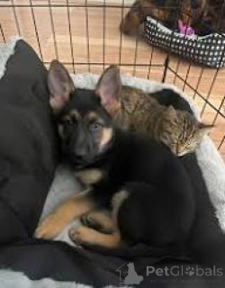 Фото №1. немецкая овчарка - купить в Фленсбург за 101116₽. Объявление №167597