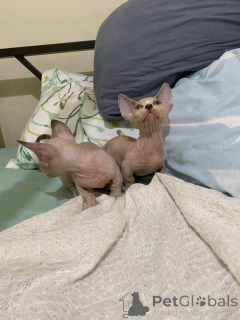 Фото №2 к объявлению №138914 о продаже бамбино - купить в Германии частное объявление, заводчик