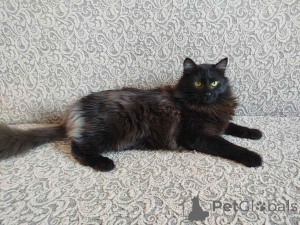 Фото №3. Роскошный Фирс. Беларусь