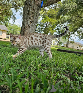 Фото №1. бенгальская - купить в Skövde за 69575₽. Объявление №153251