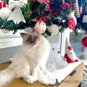 Фото №1. священная бирма - купить в Ниже за 49427₽. Объявление №164593