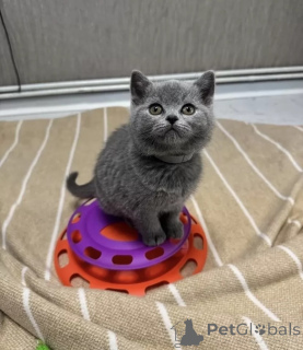 Фото №1. британская короткошёрстная - купить в Барселе за договорная. Объявление №156360