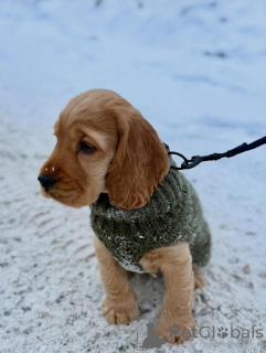 Фото №3. Щенки английского кокер-спаниеля проверены ветеринаром и здоровы.  Германия