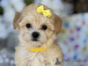 Фото №1. мальтипу - купить в Тюрингаузен за 83490₽. Объявление №150190