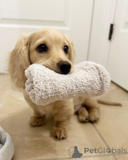 Фото №2 к объявлению №144409 о продаже таксу - купить в Германии заводчик