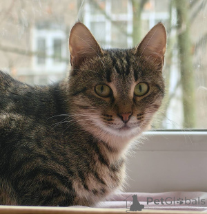 Фото №3. Кошечка Пружинка в добрые руки.. Россия