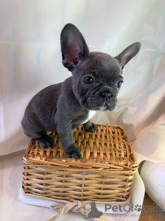 Фото №3. Adorable French bulldog Puppies for free adoption.  Германия