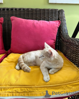 Фото №2 к объявлению №150630 о продаже беспородная - купить в Германии 