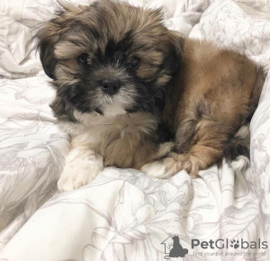 Фото №2 к объявлению №99893 о продаже ши-тцу - купить в Нидерландах заводчик