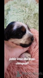 Фото №3. Кокерские щенки спаниел английский.  Польша