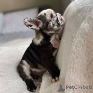 Фото №3. Французский бульдог с потрясающими кристально-голубыми глазами, и да, они.  Италия