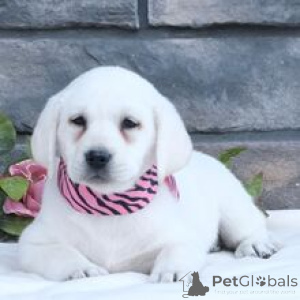 Фото №3. Лабрадор-ретривер, девочка, 10 недель. Готова вернуться домой..  Германия