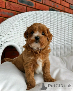 Фото №4. Продажа кавапу в Берлине частное объявление, заводчик - цена 74214₽