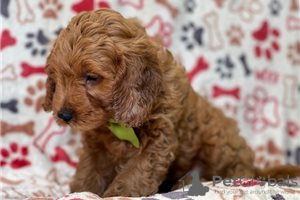 Фото №3. Beautiful Cavapoo Puppies For free adoption.  Германия