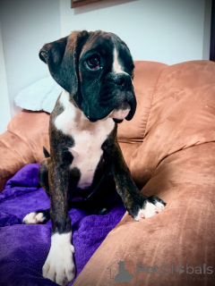 Фото №1. немецкий боксёр - купить в Братислава за 139151₽. Объявление №150474