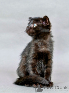 Фото №2 к объявлению №155344 о продаже  - купить в России частное объявление