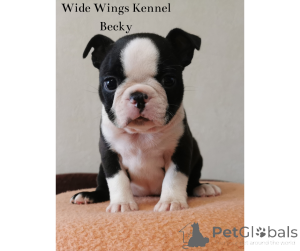 Фото №4. Продажа бостон-терьера в Budapest заводчик - цена 83490₽