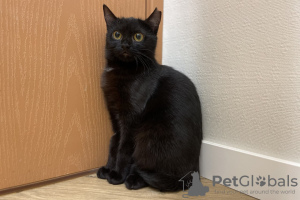 Дополнительные фото: Черная кошечка котенок Шэлли в дар добрым сердцам!