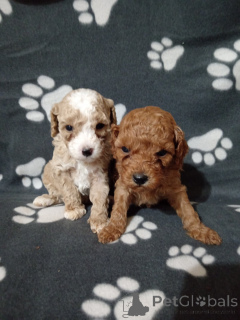 Фото №2 к объявлению №138221 о продаже пуделя (той) - купить в Сербии 