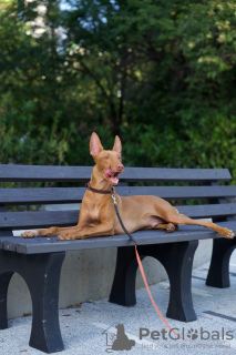 Дополнительные фото: Pharaoh Hound Puppy Boy