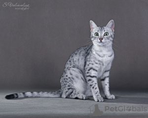 Дополнительные фото: Питомник кошек предлагает на продажу котят породы Египетская Мау.