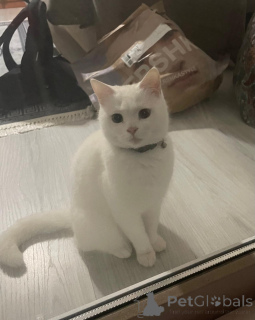 Фото №4. Продам  в Аланья частное объявление - цена договорная