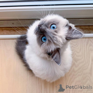 Фото №3. Quality Ragdoll kittens for Re-homing. Великобритания
