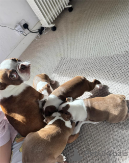 Фото №2 к объявлению №154615 о продаже бостон-терьера - купить в Германии 