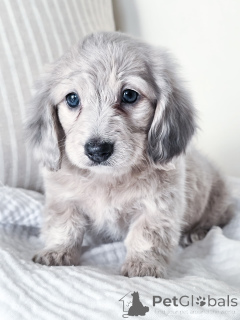 Фото №1. такса - купить в Франкфурт-на-Майне за договорная. Объявление №144518