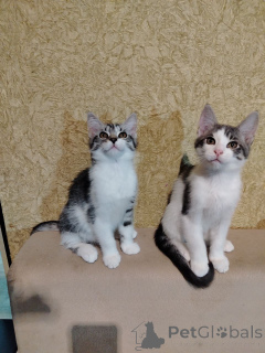 Фото №2 к объявлению №164382 о продаже мейн-кун - купить в Беларуси частное объявление