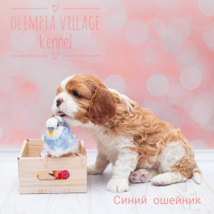 Дополнительные фото: Питомник РКФ «Олимпия Вилладж» (Москва) предлагает высокопородных щенков Кавалер