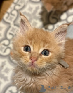 Фото №4. Продам мейн-куна в Мейнц заводчик - цена 83490₽