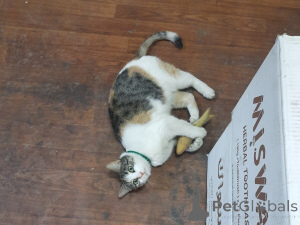 Фото №4. Продам  в Москва  - цена Бесплатно