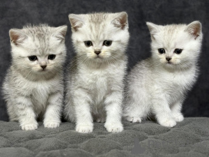 Фото №2 к объявлению №163555 о продаже шотландская (скоттиш страйт) - купить в Беларуси заводчик