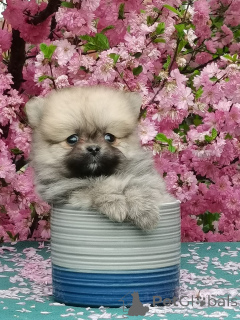 Фото №2 к объявлению №142480 о продаже беспородную - купить в России из питомника, заводчик