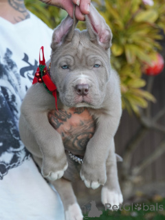 Фото №4. Продажа американского мастифа в Плохой Кройзнек частное объявление - цена договорная