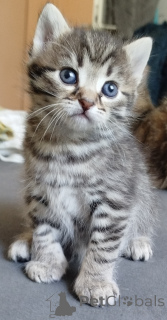 Фото №2 к объявлению №139948 о продаже  - купить в Германии частное объявление