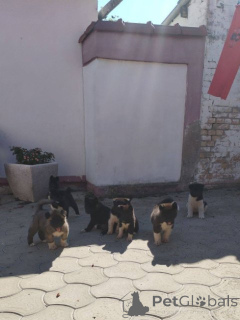 Фото №4. Продажа американскую акиту в Комната  - цена договорная