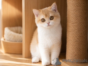 Фото №3. Красивые редкие маркизированные британские короткошерстные котята. Великобритания